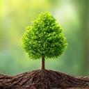 Grüner Baum mit wachsenden Blättern, der Nachhaltigkeit zeigt.